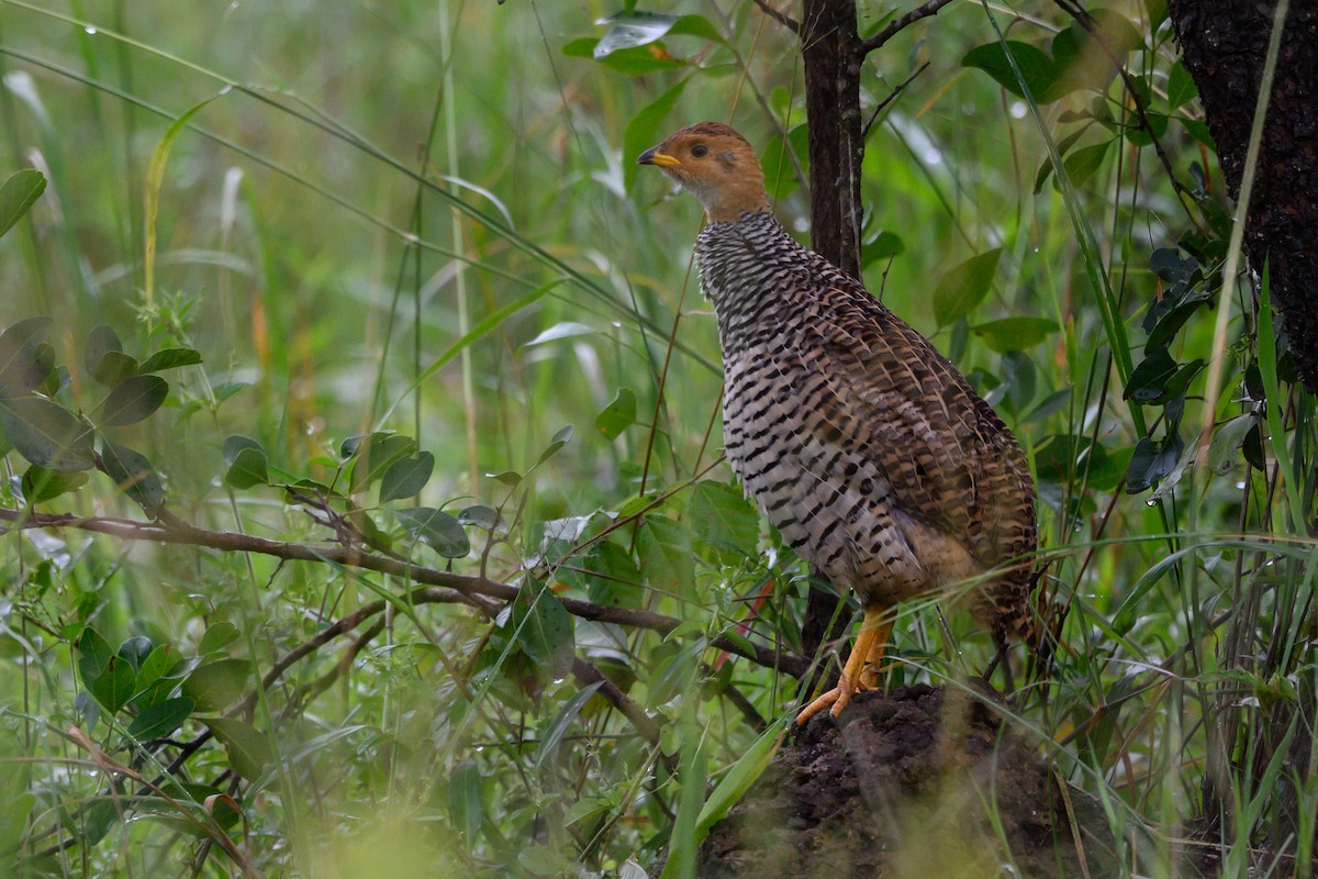 Coqui Francolin - ML511095121