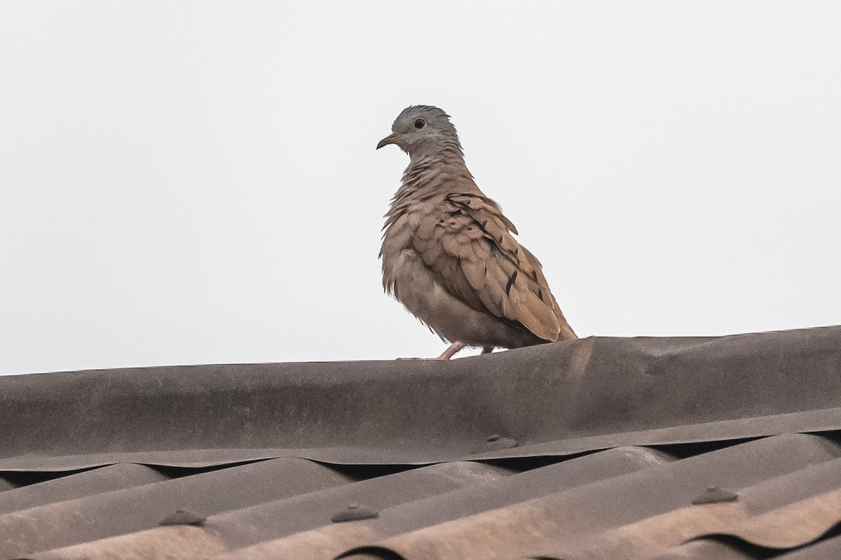 Ruddy Ground Dove - ML511096031