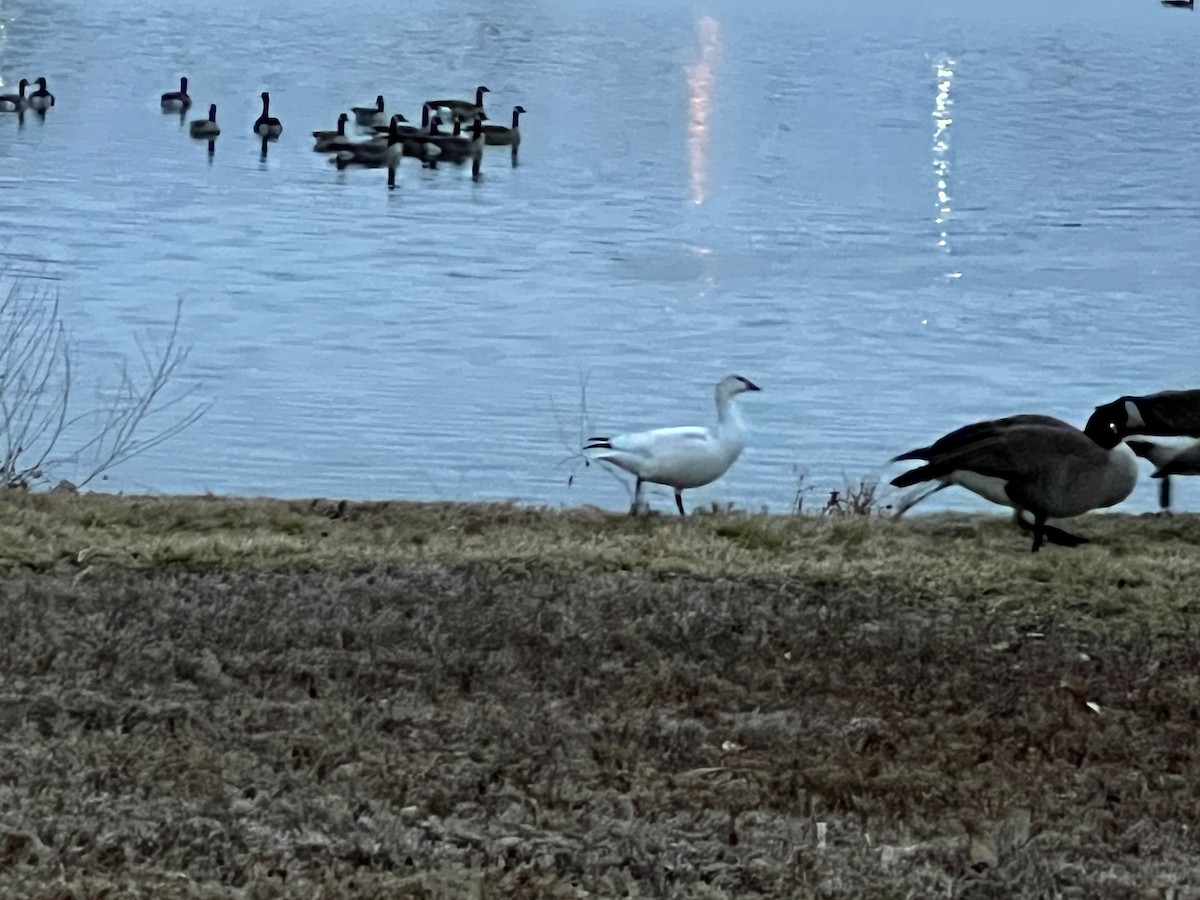 Ross's Goose - ML511096211