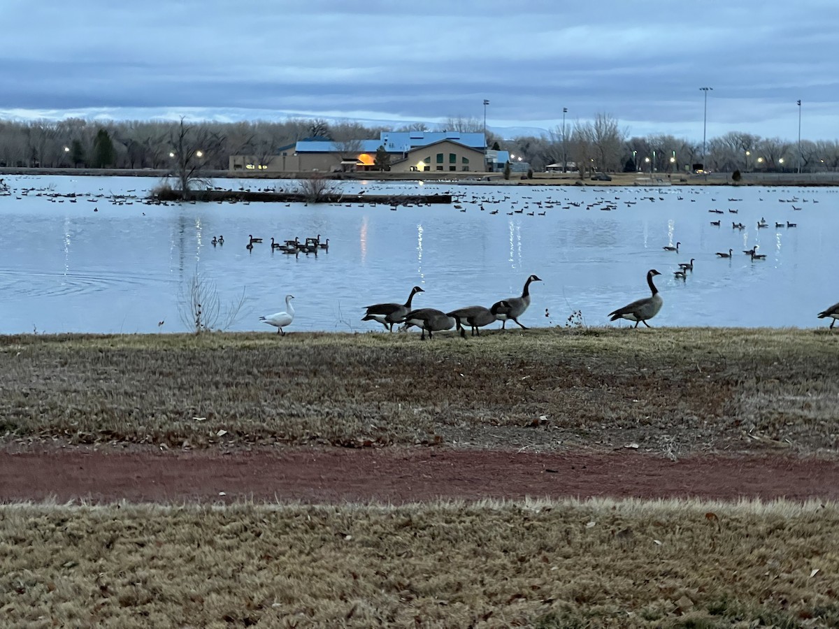 Ross's Goose - ML511096221