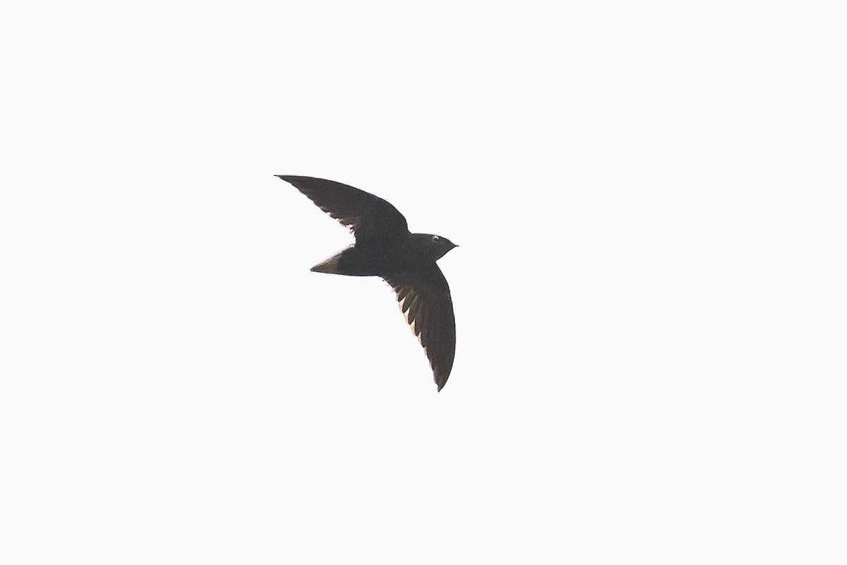 Short-tailed Swift - ML511096621