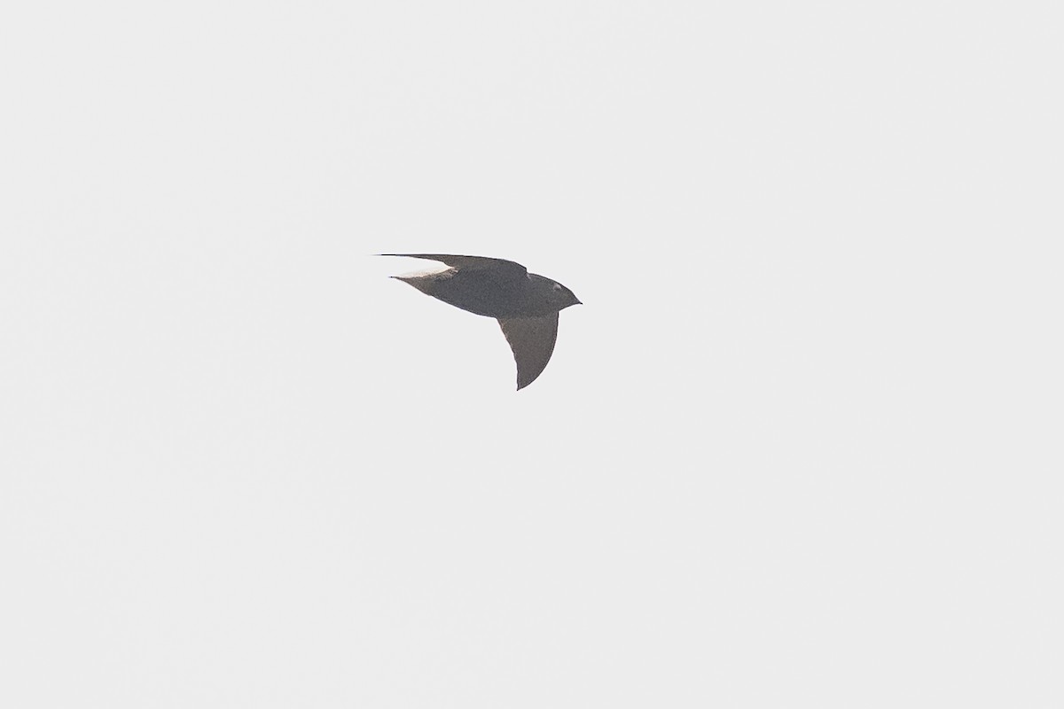 Short-tailed Swift - ML511096631