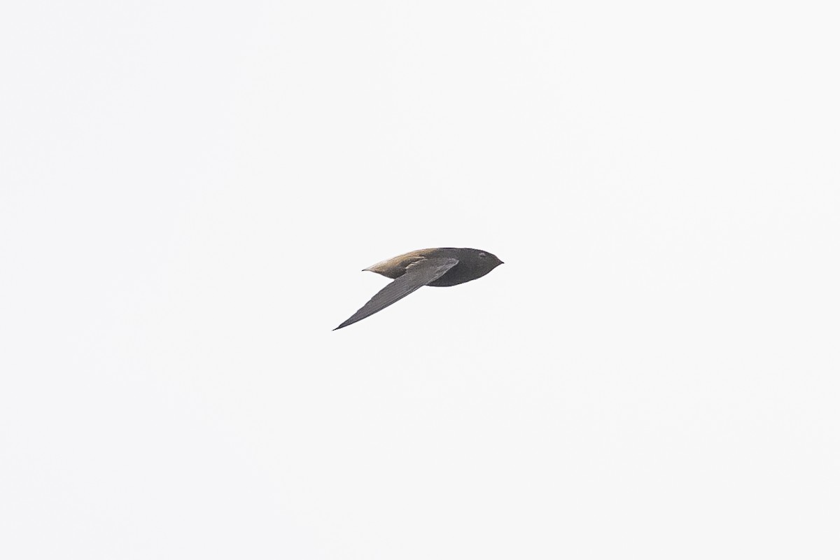 Short-tailed Swift - ML511096641