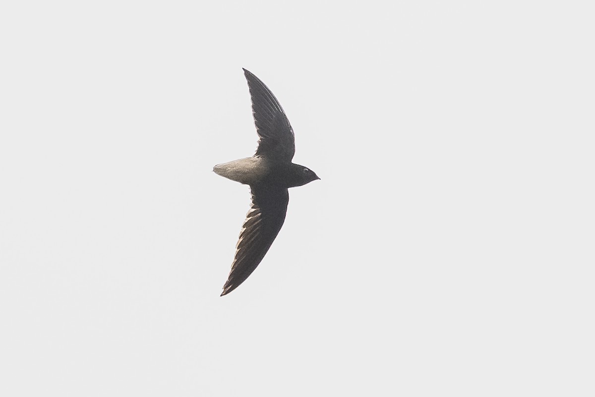 Short-tailed Swift - ML511096651