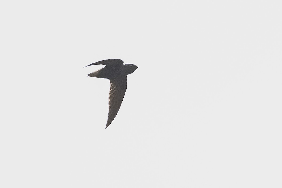 Short-tailed Swift - ML511096671