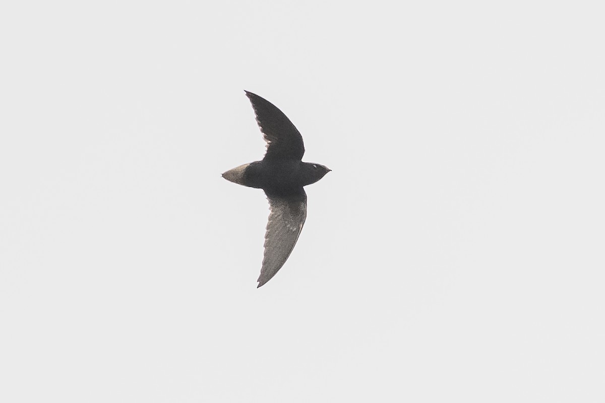 Short-tailed Swift - ML511096681