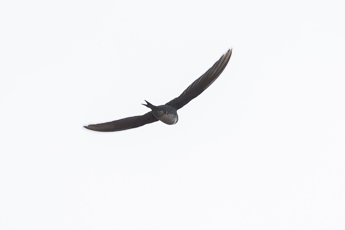 Fork-tailed Palm Swift - ML511096761