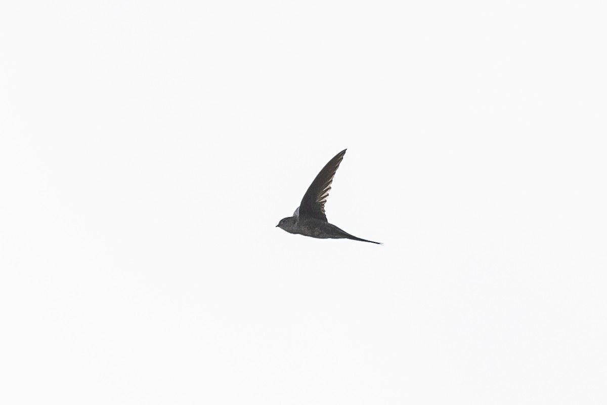 Fork-tailed Palm Swift - ML511096771