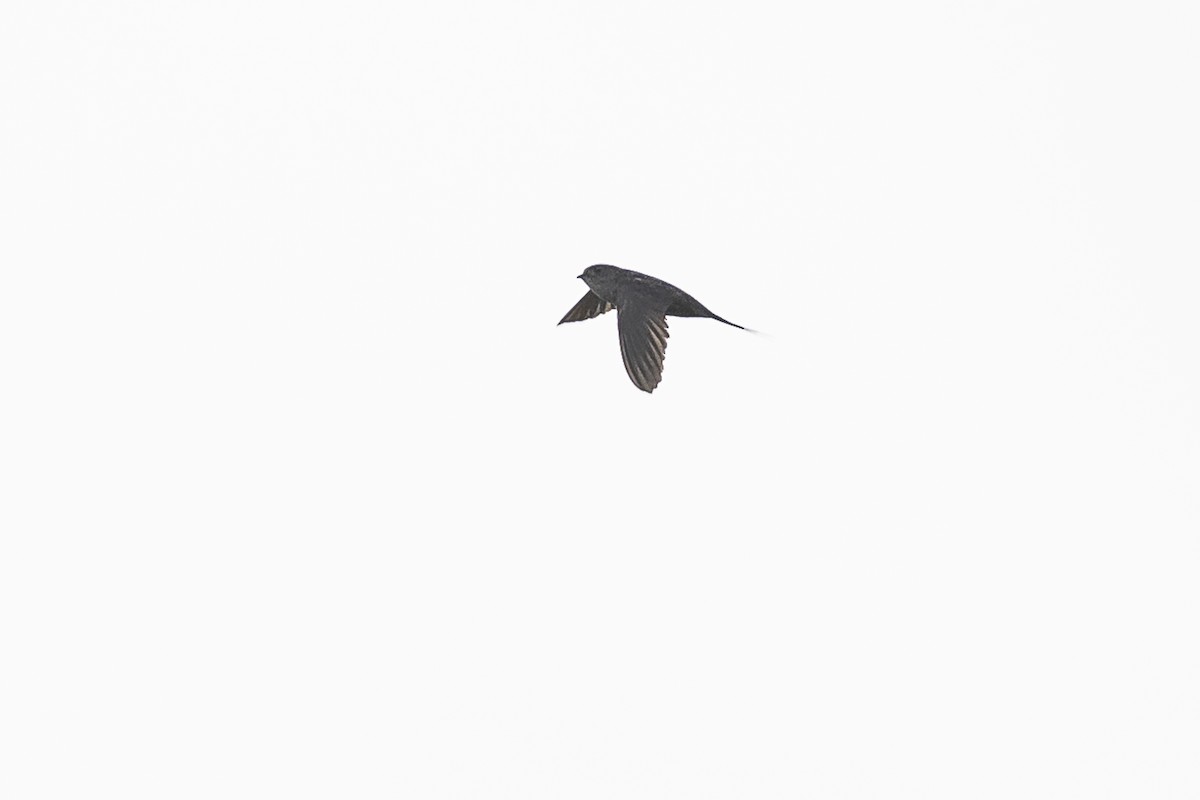 Fork-tailed Palm Swift - ML511096791