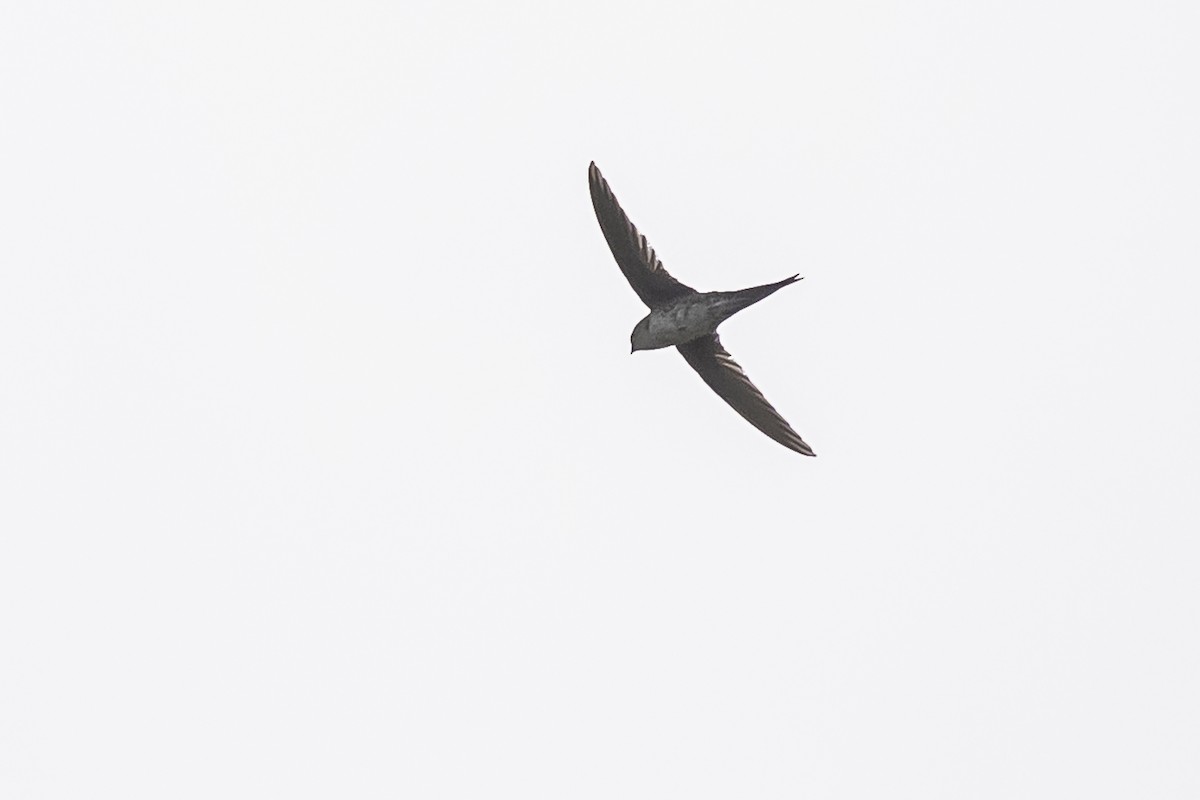 Fork-tailed Palm Swift - ML511096801