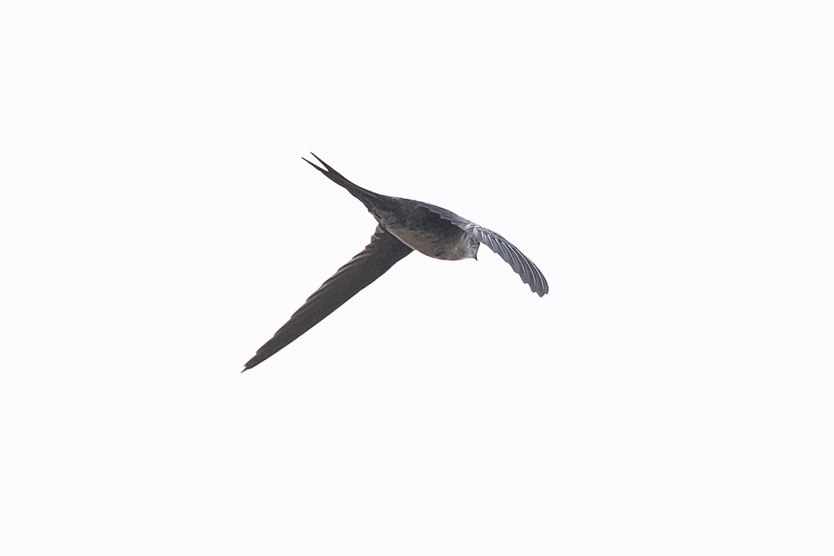 Fork-tailed Palm Swift - ML511096811