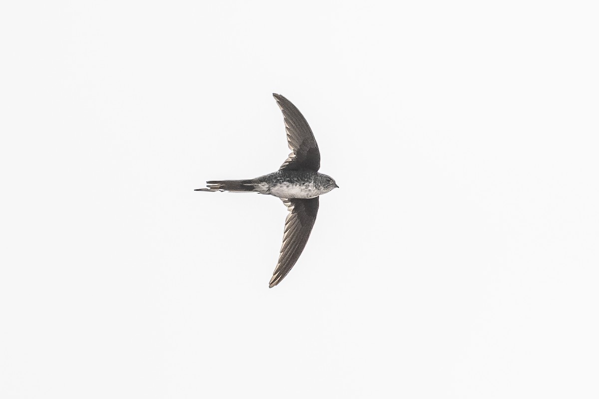Fork-tailed Palm Swift - ML511096821