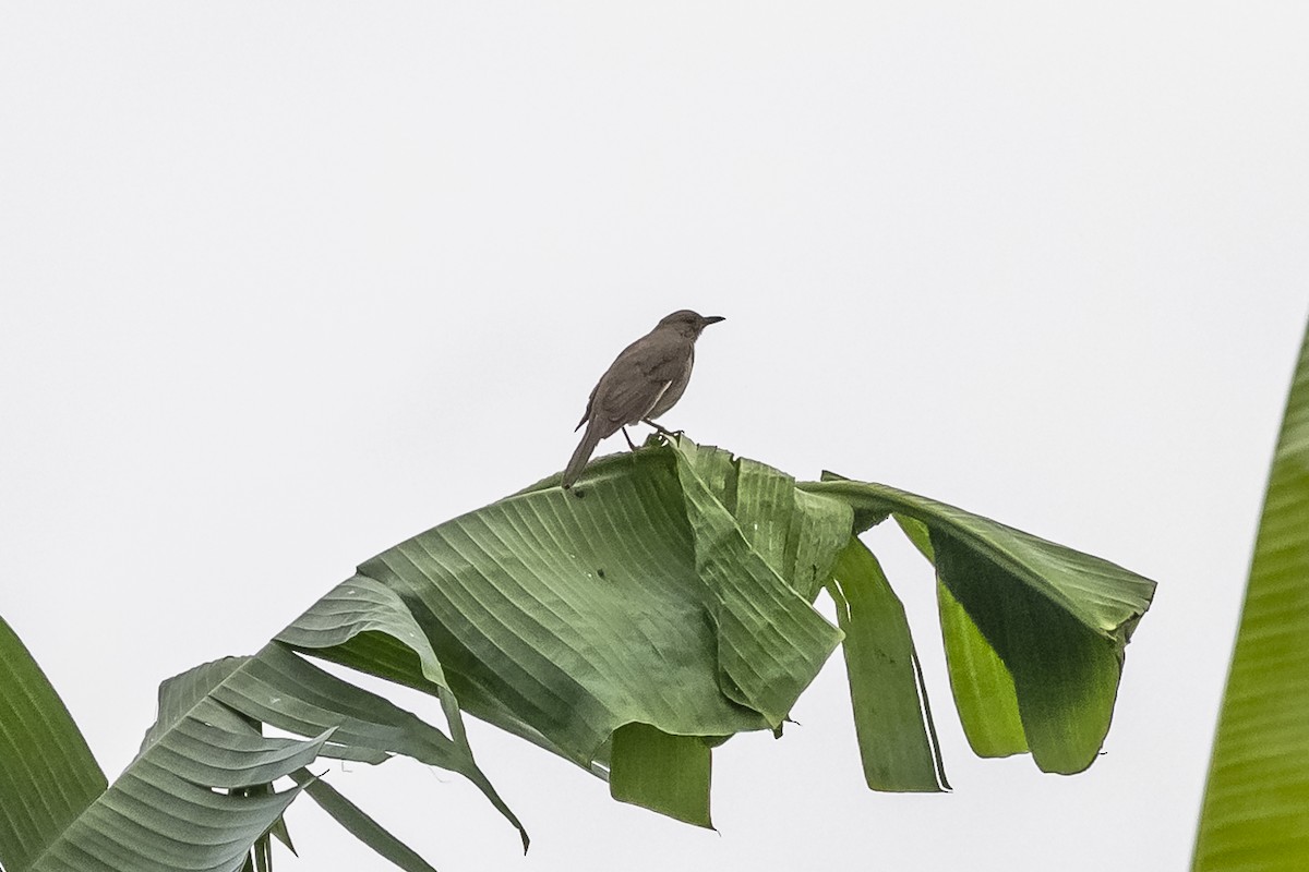 Black-billed Thrush - ML511096901