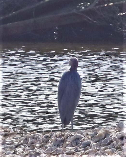 Little Blue Heron - ML511100731