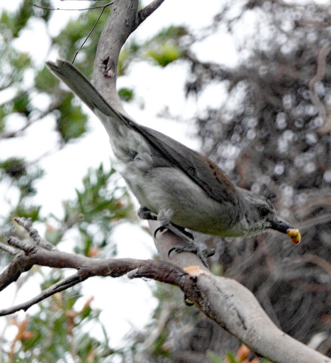 Gray Shrikethrush - ML511102121