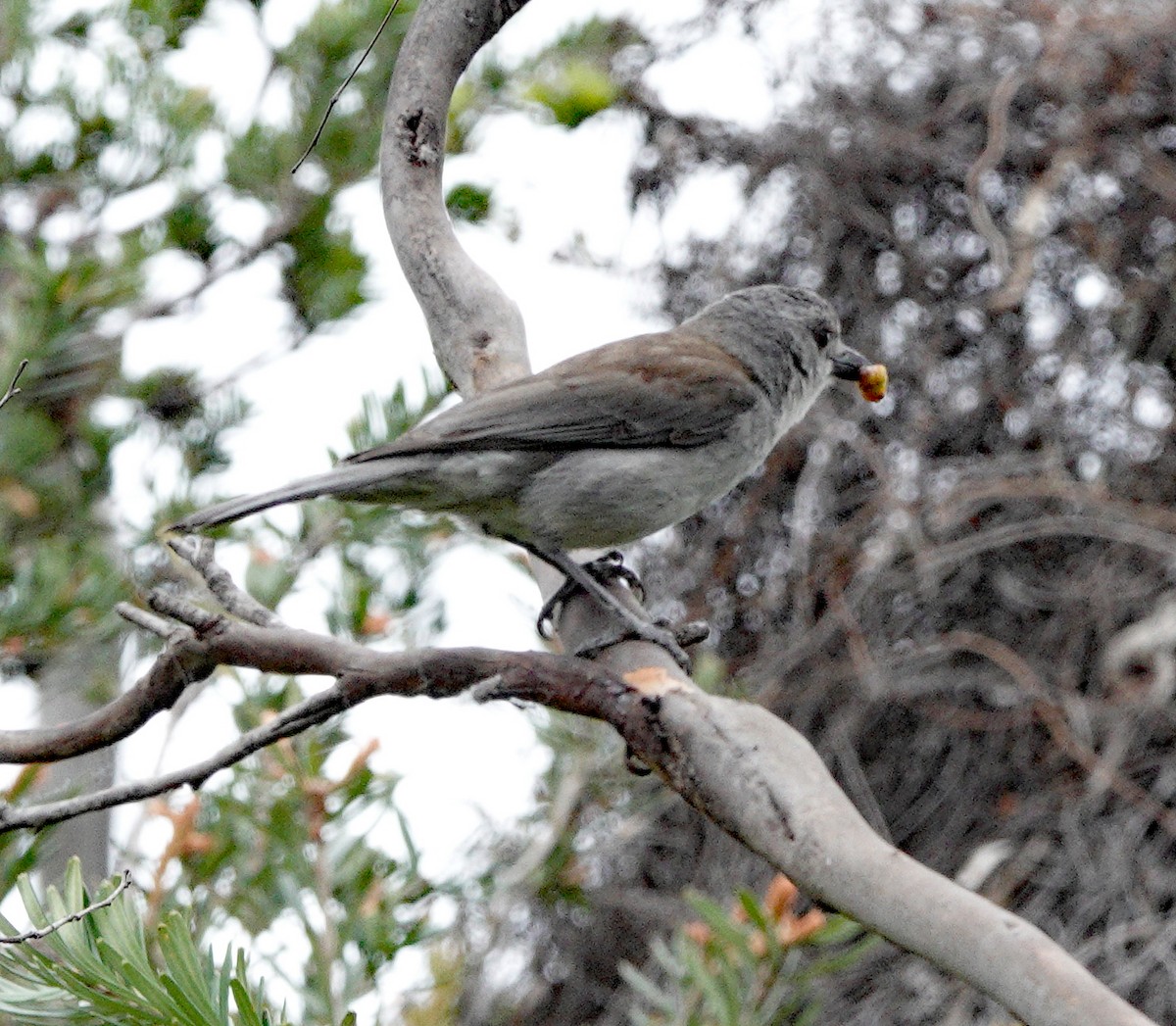 Gray Shrikethrush - ML511102131