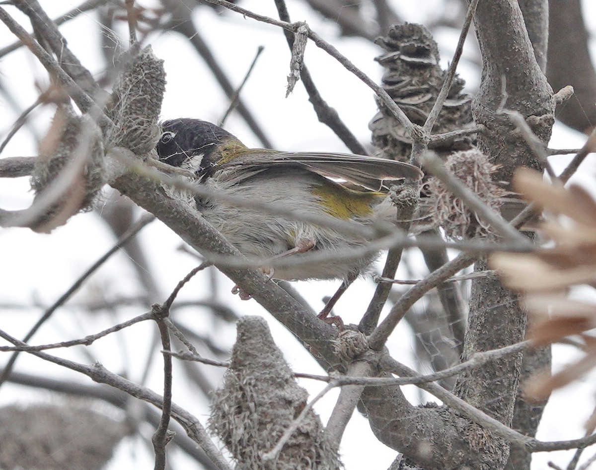 Black-headed Honeyeater - ML511102311