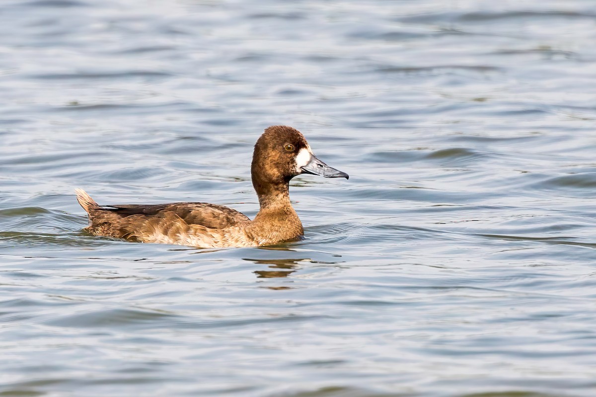 Lesser Scaup - ML511103921