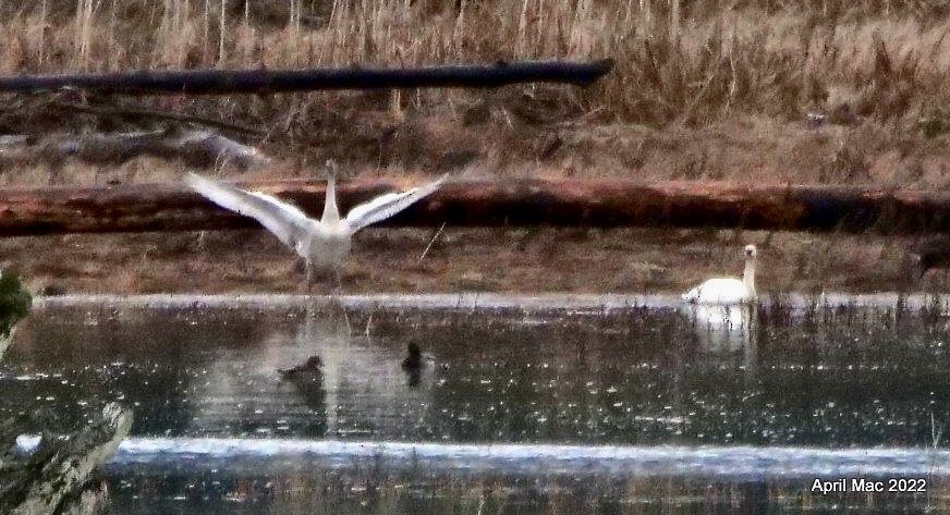 Cygne trompette - ML511104151