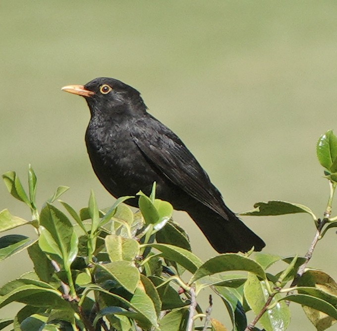 Eurasian Blackbird - ML511104251