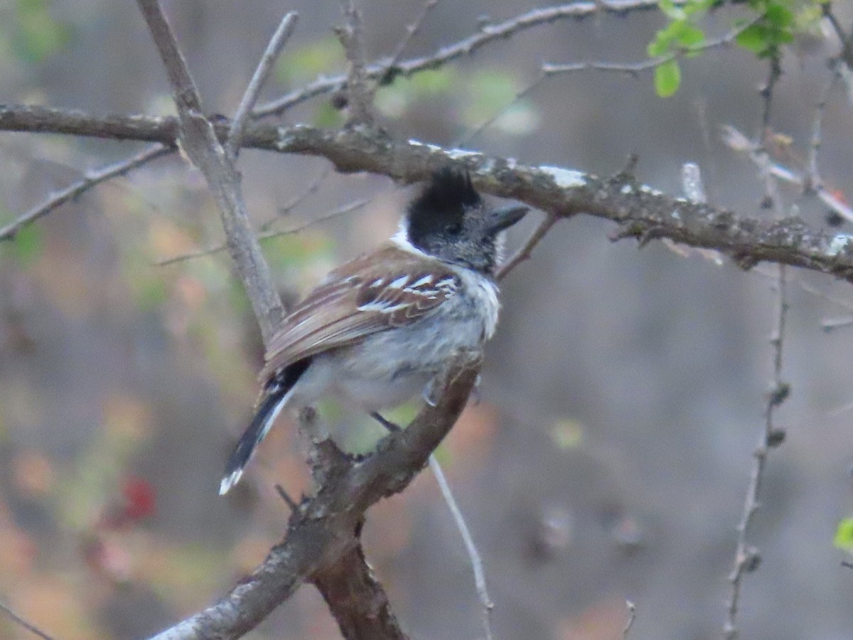 Collared Antshrike (Collared) - Suzanne Beauchesne