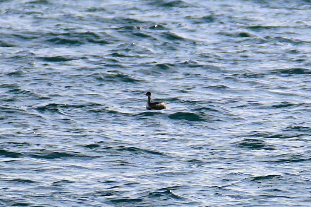 Eared Grebe - ML511104631