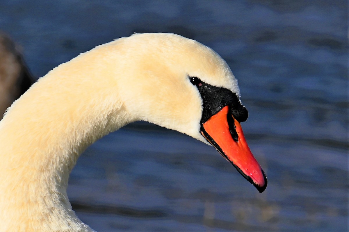 Хуруут хун - ML511104661