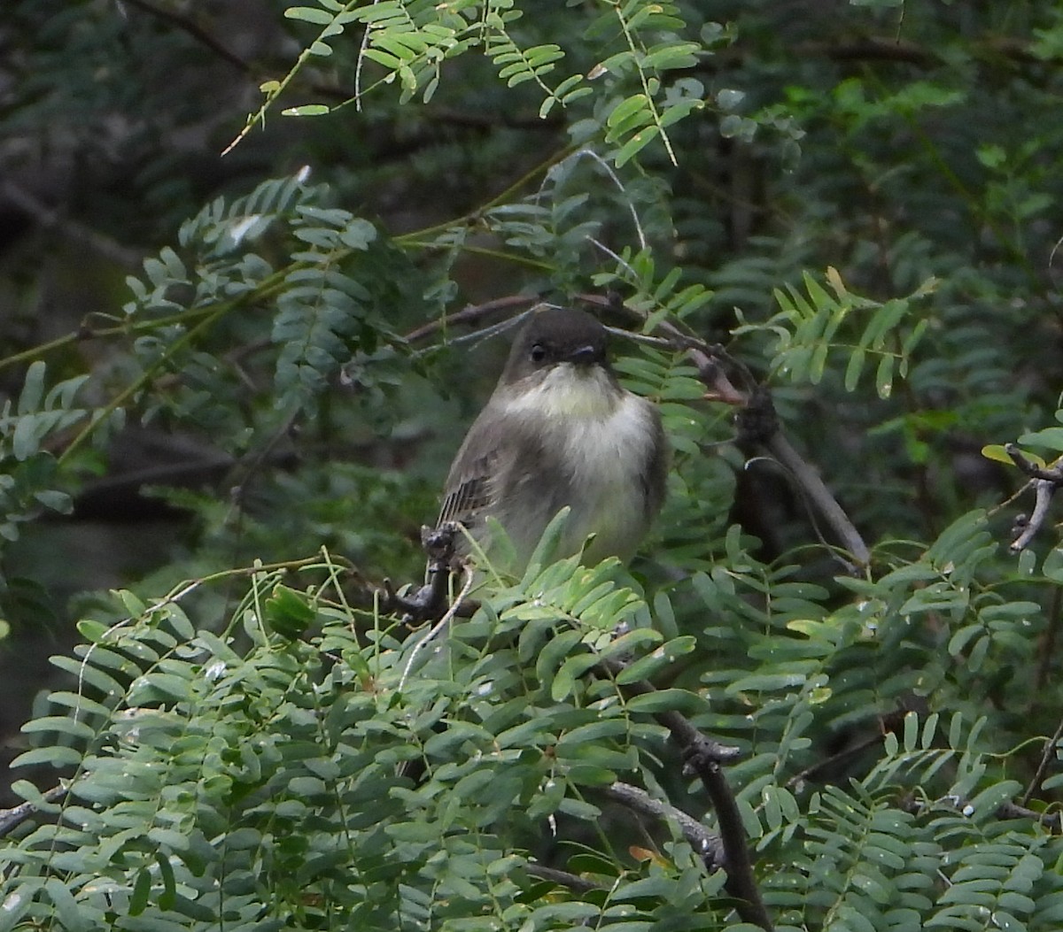 Eastern Phoebe - Mary Tannehill