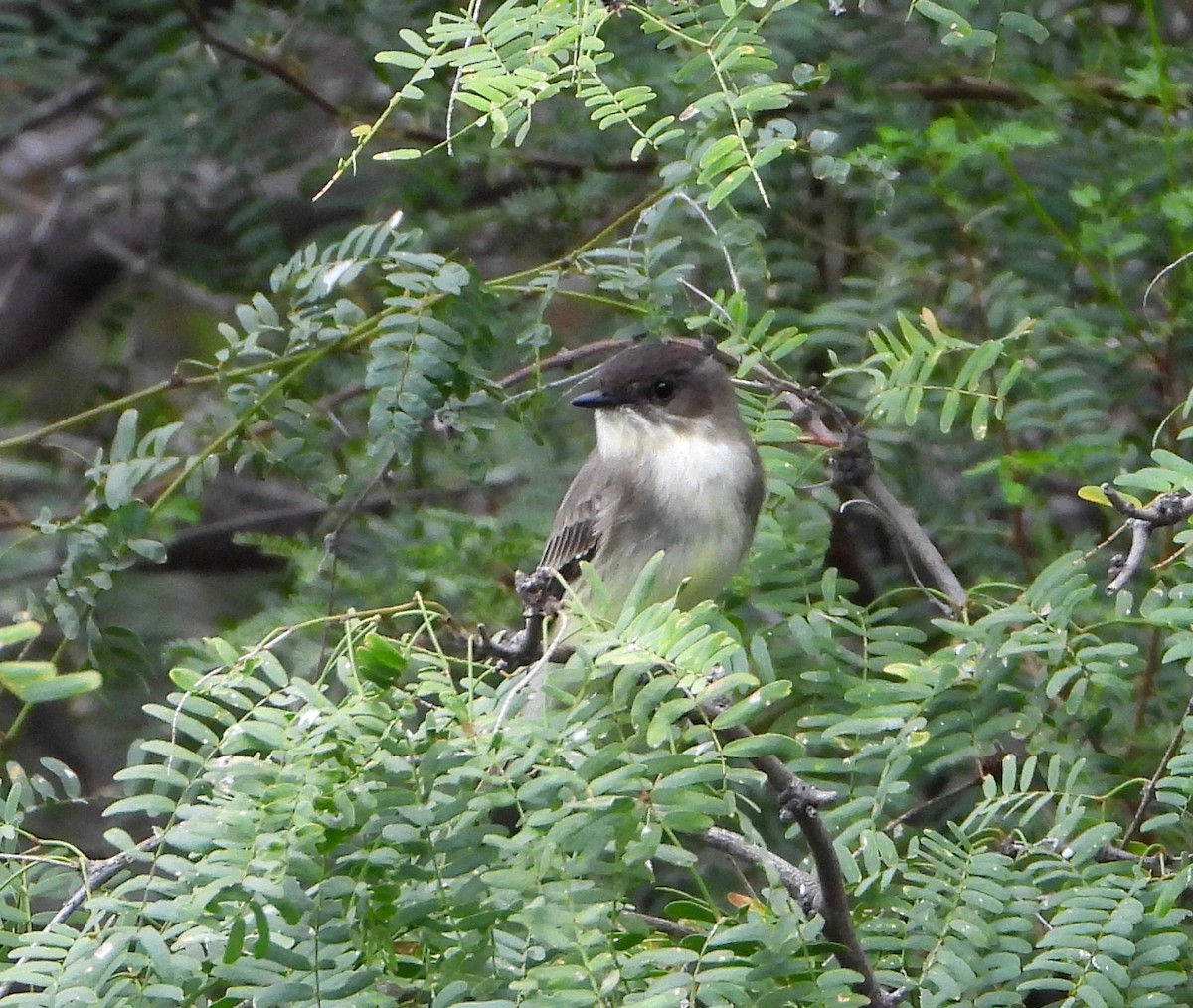 Eastern Phoebe - Mary Tannehill