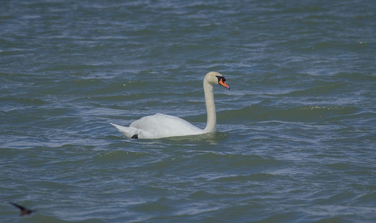 Cygne tuberculé - ML511105001