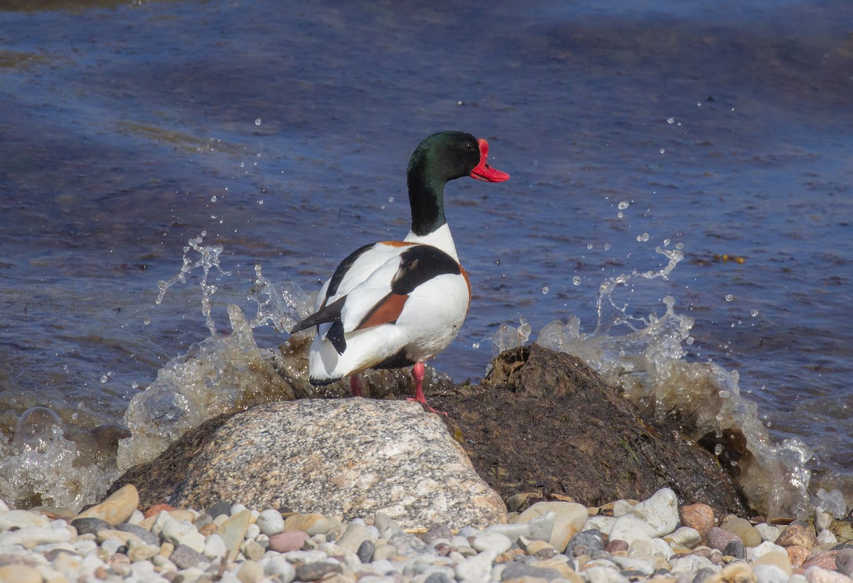 Common Shelduck - ML511105021