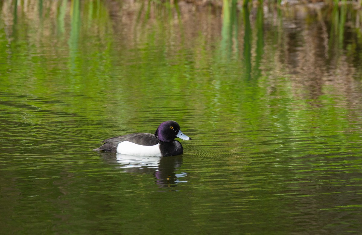 Tufted Duck - ML511105301