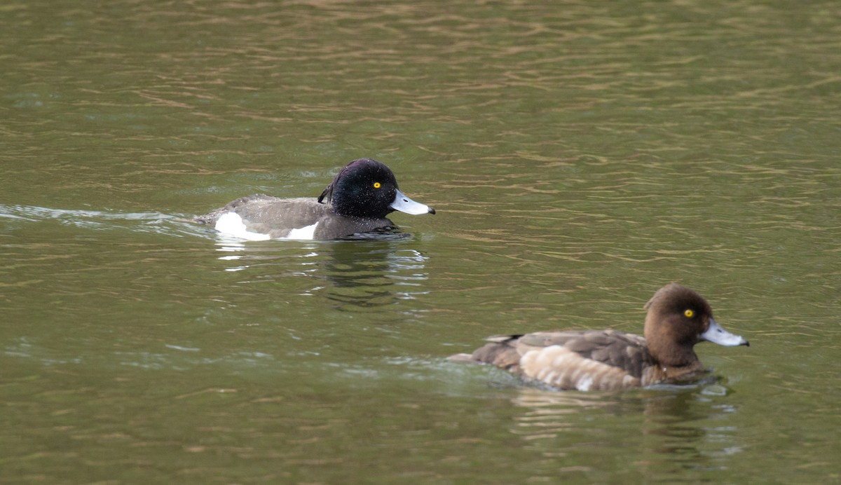 Tufted Duck - ML511105311