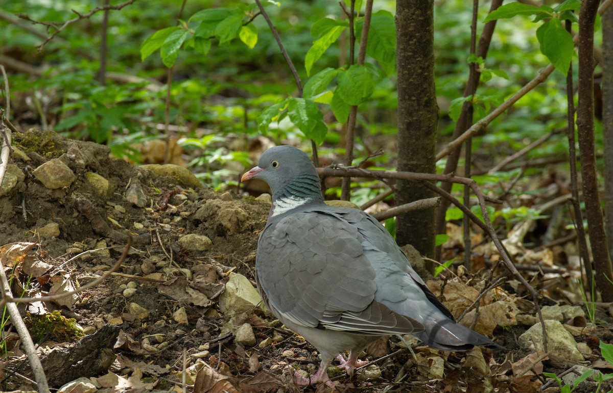 Common Wood-Pigeon - ML511105331