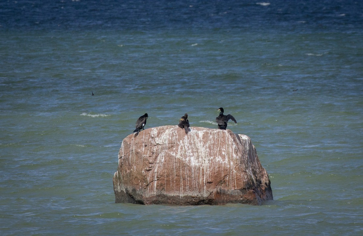 Great Cormorant - ML511105391