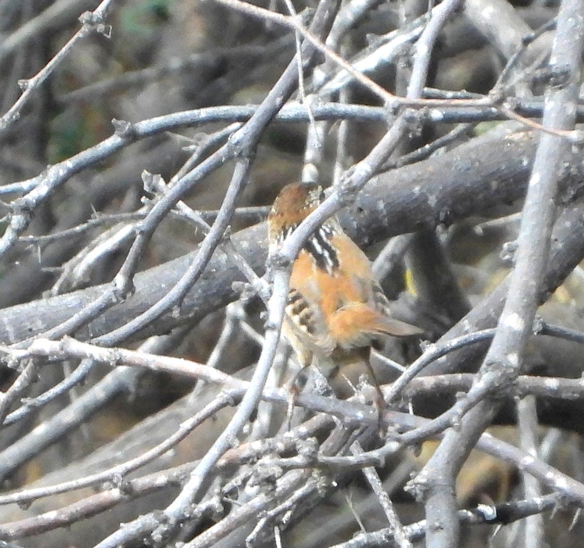 Troglodyte des marais - ML511105411