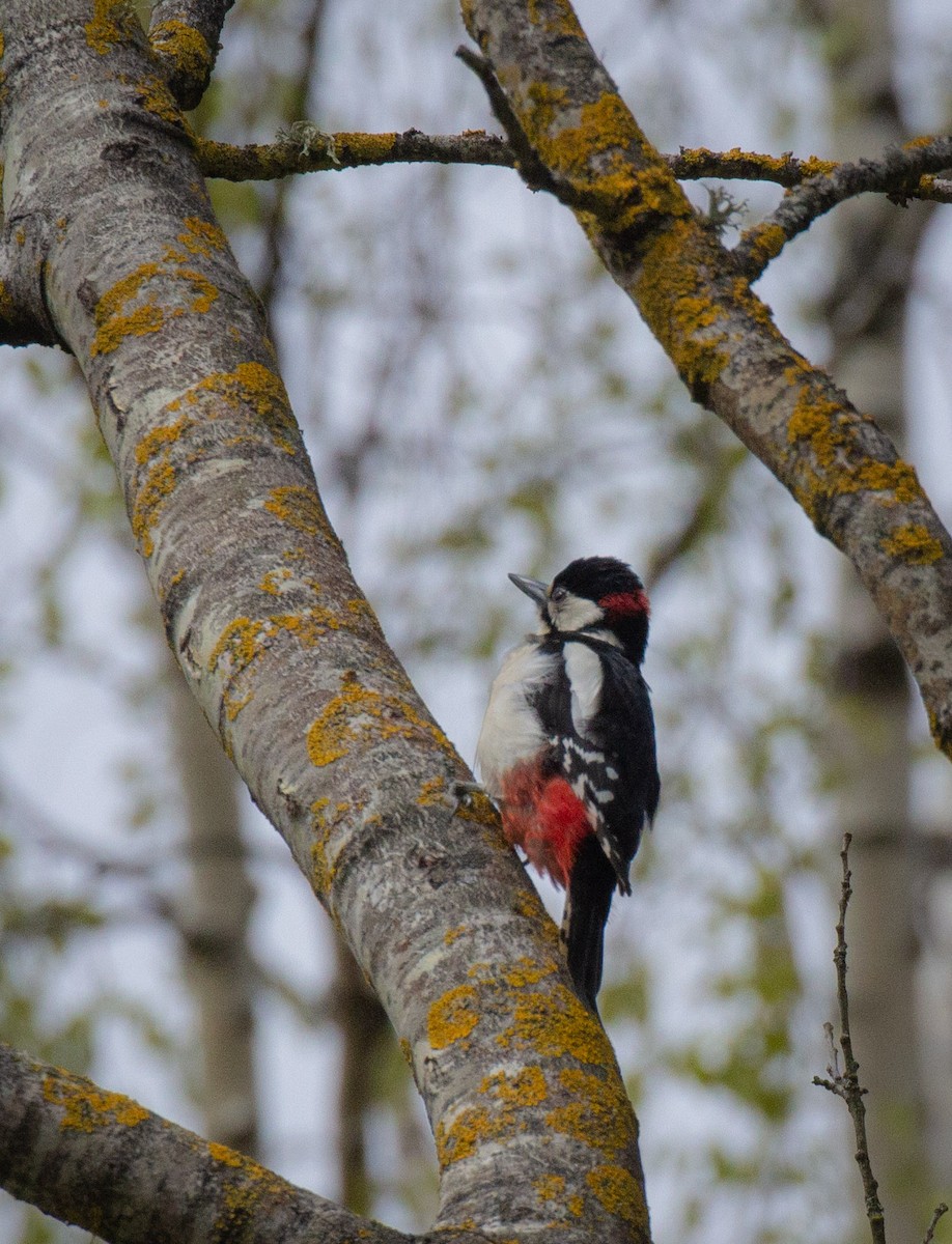 Great Spotted Woodpecker - ML511105431