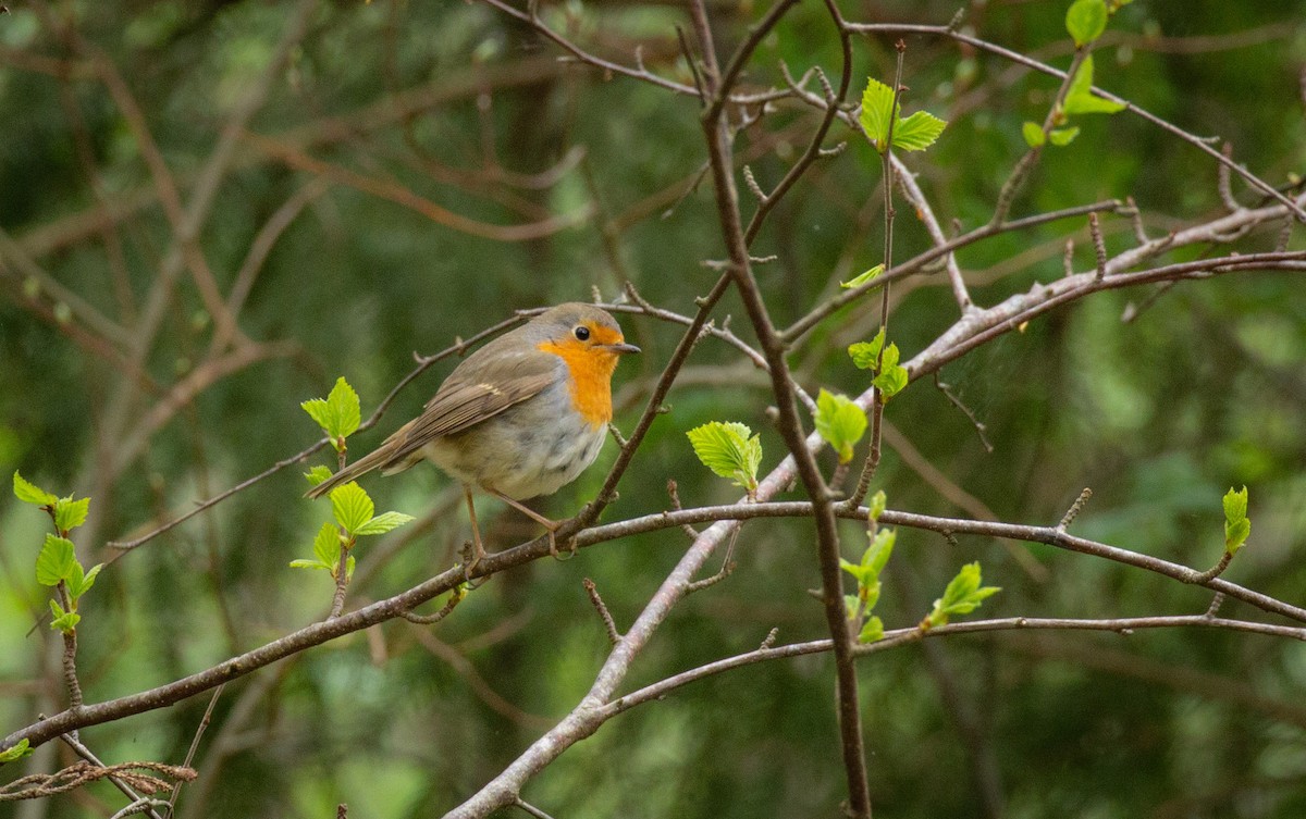 European Robin - Prairie Birder