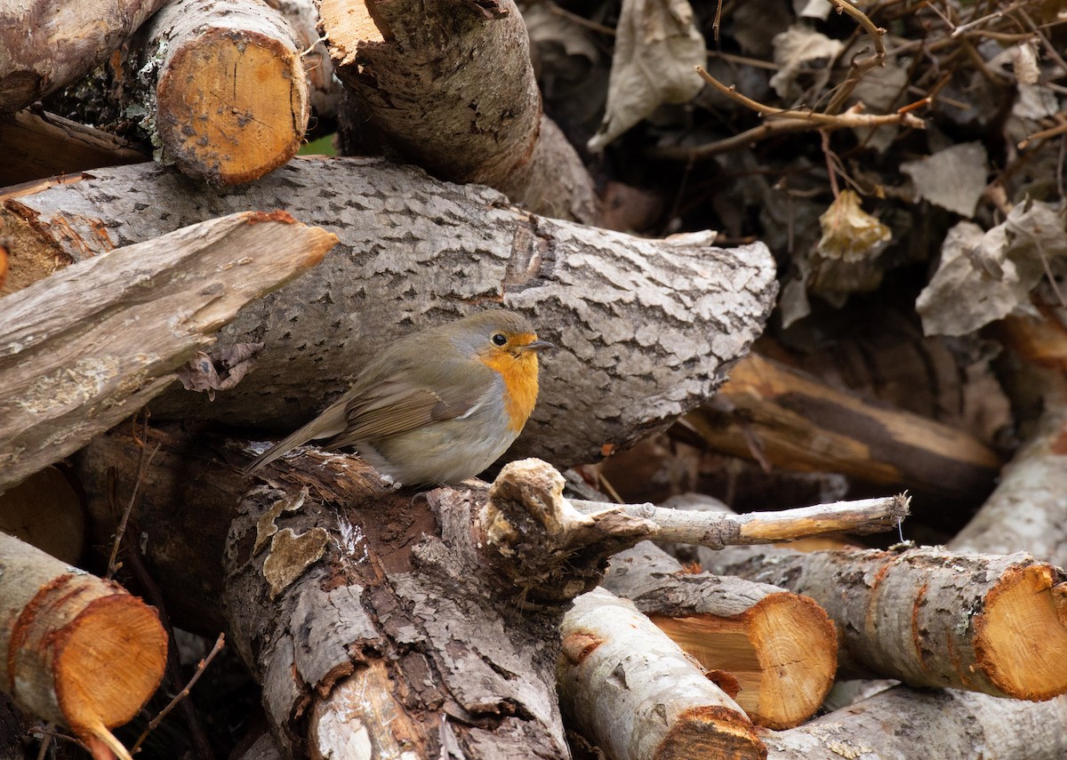 European Robin - ML511105511