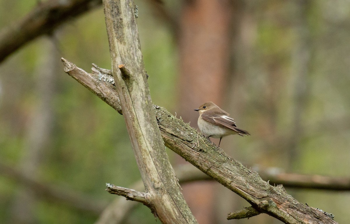 European Pied Flycatcher - ML511105561