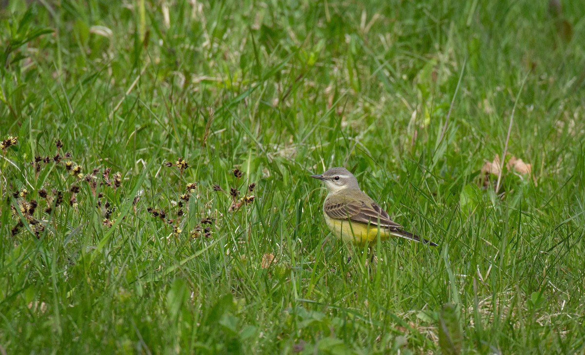 Western Yellow Wagtail - ML511105631