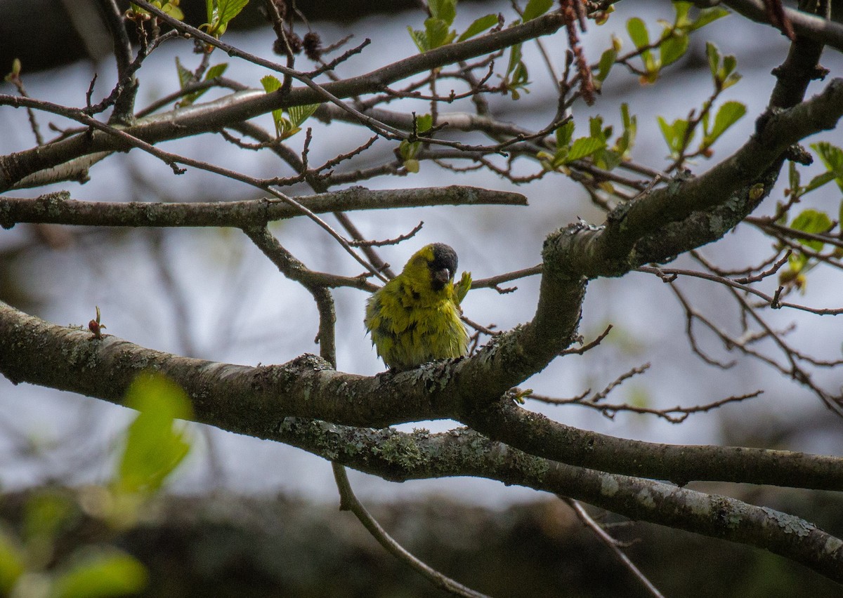 Eurasian Siskin - ML511105721