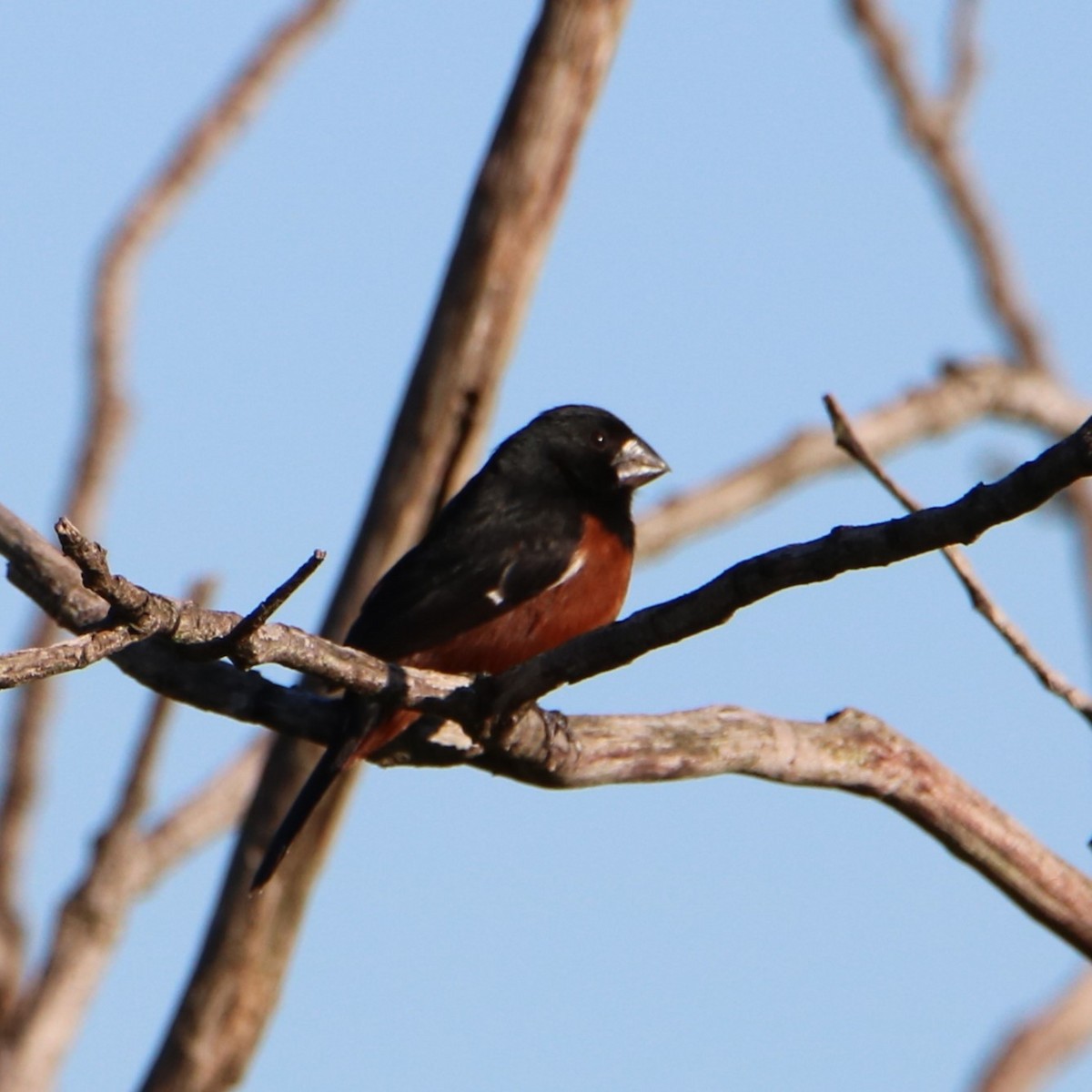 Chestnut-bellied Seed-Finch - ML511105991