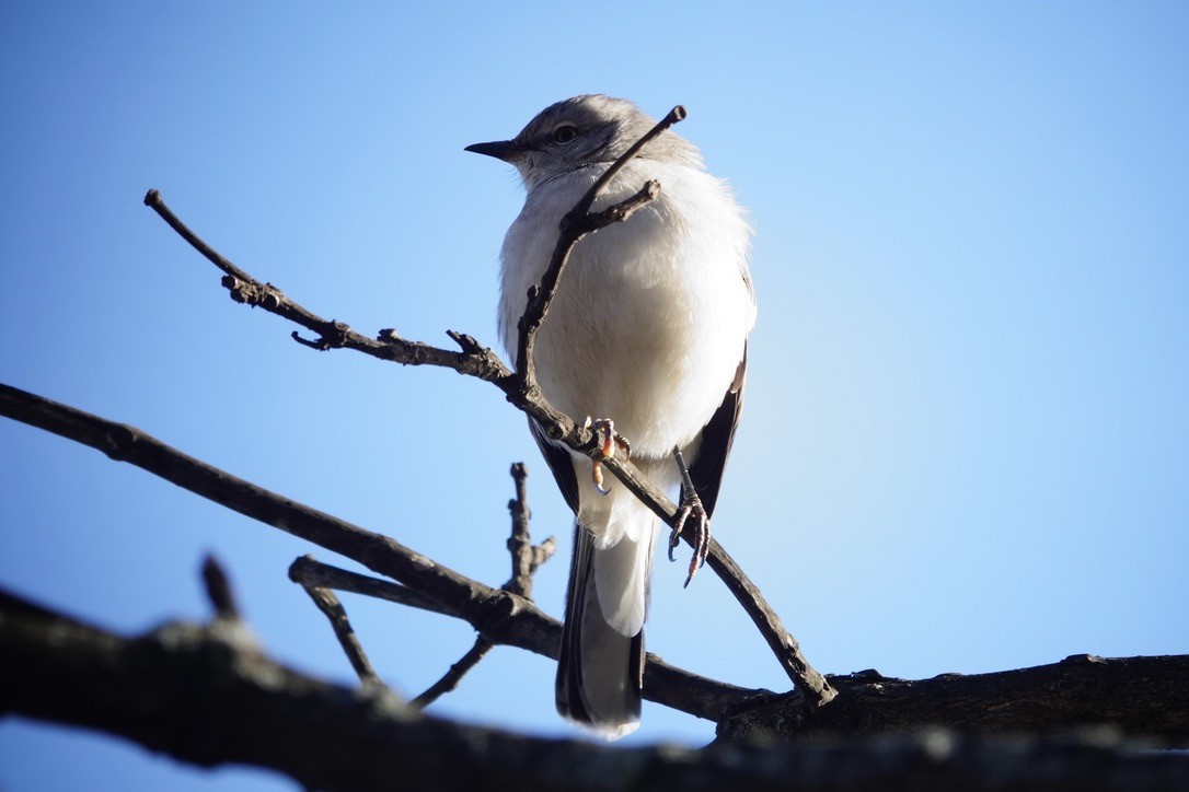 Northern Mockingbird - ML511106131