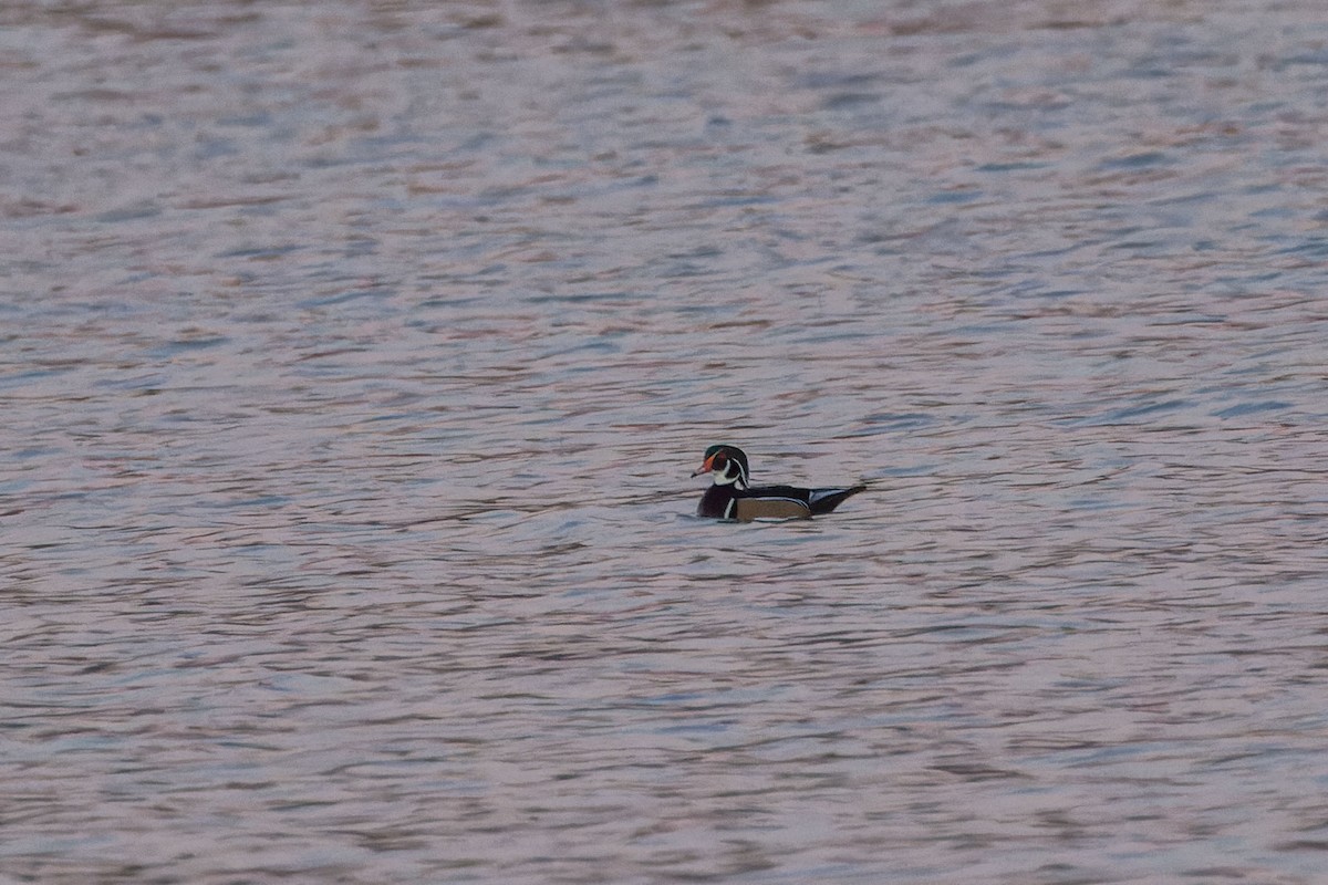 Wood Duck - ML511106151