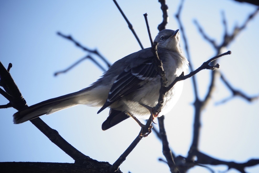 Northern Mockingbird - ML511106181