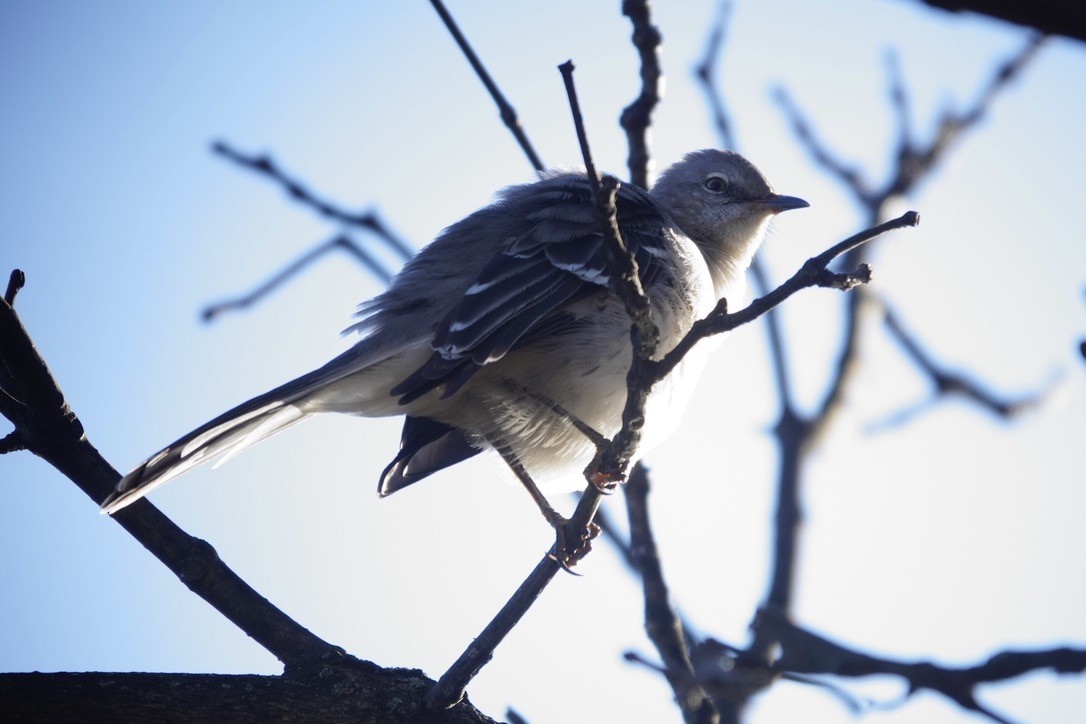 Northern Mockingbird - ML511106221