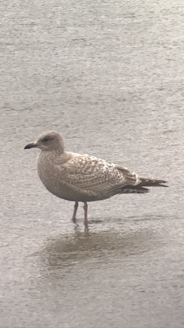 Iceland Gull (Thayer's) - ML511107501