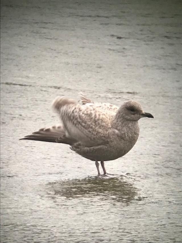 Iceland Gull (Thayer's) - ML511107591