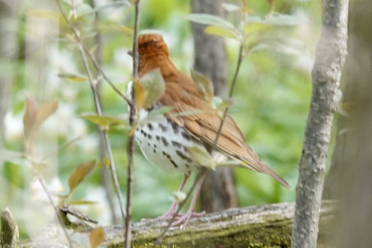 Wood Thrush - ML511107721